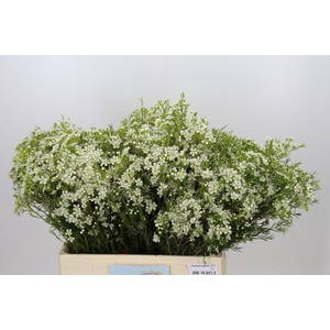 Chamelaucium Ofir