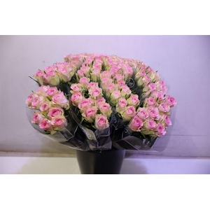 R Gr Lovely Jewel X10