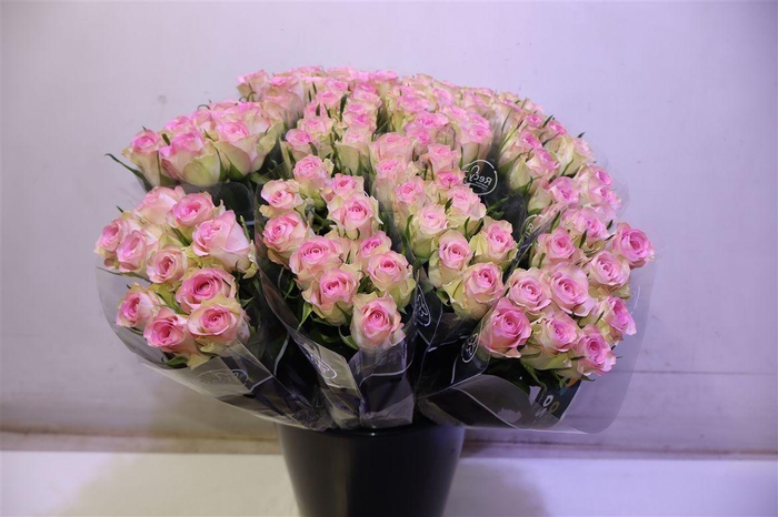 <h4>R Gr Lovely Jewel X10</h4>