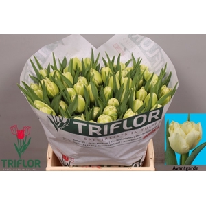 Tulipa do avant garde