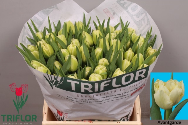 <h4>Tulipa do avant garde</h4>