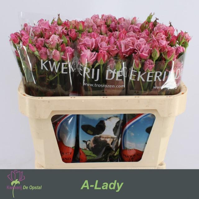 <h4>R tr A-Lady X20</h4>