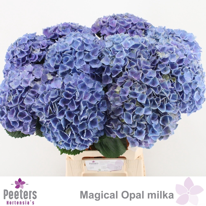 <h4>HYDR M MAG OPAL</h4>