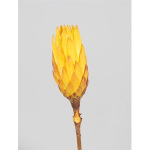 Dried Repens Yellow 5pc Bunch