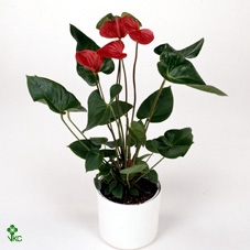 Colocasia rubra 'Black Magic'