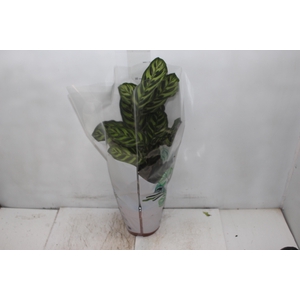 CALATHEA MAKOYAMA P17