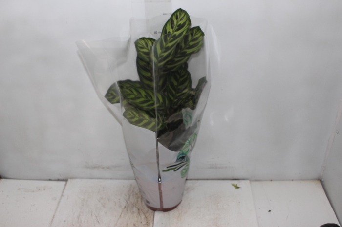 <h4>CALATHEA MAKOYAMA P17</h4>