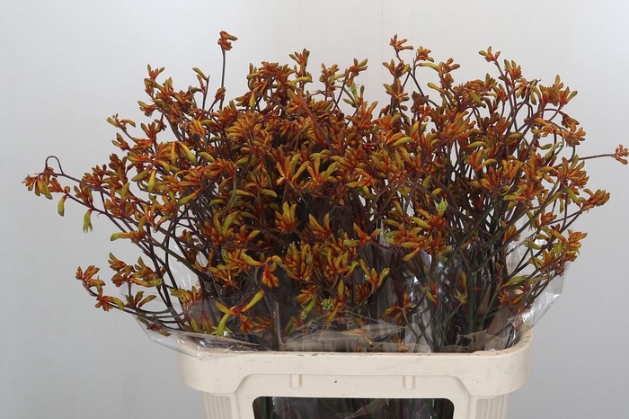 <h4>ANIGOZ BUSH SUNSET</h4>