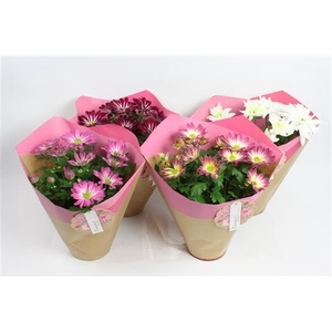 Papier Duo hoes roze 14 cm