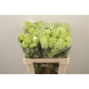 Viburnum Roseum St 4+