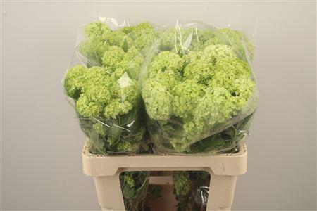 <h4>Viburnum Roseum St 4+</h4>