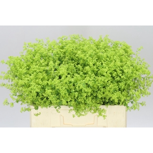 Alchemilla Robustica