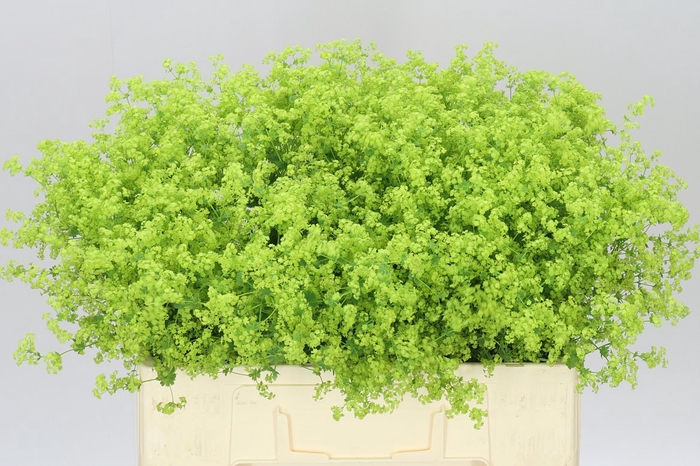 <h4>Alchemilla Robustica</h4>