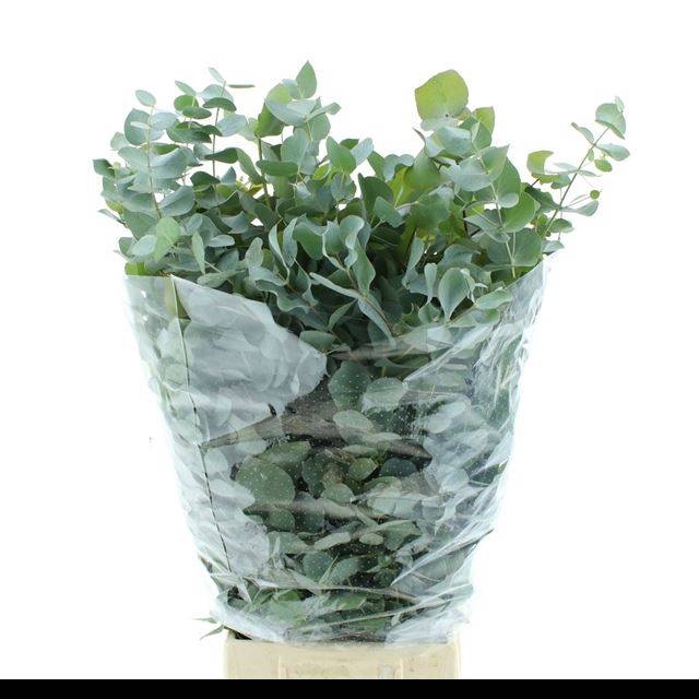<h4>EUC CINEREA PER BOS</h4>
