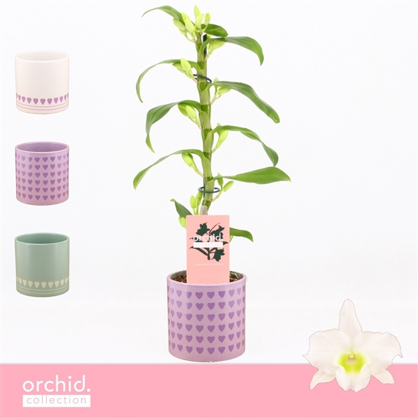 <h4>Dendrobium Nobilé, Apollon 1-spike Compact in Horizon Love 'Orchid Collection'</h4>
