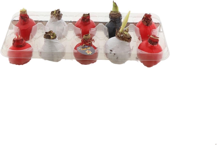 <h4>Bloembol Hippeastrum Wax</h4>