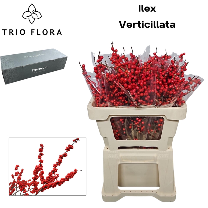 <h4>ILEX VE RODE BES Big Box 60</h4>