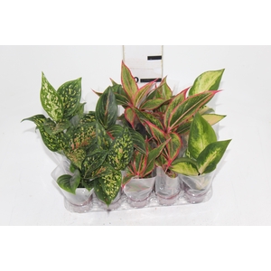 AGLAONEMA VARIADA P06