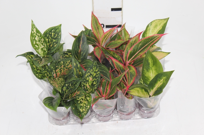 <h4>AGLAONEMA VARIADA P06</h4>