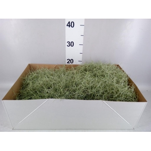 Tillandsia usneoides