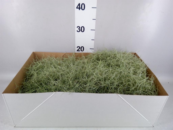 <h4>Tillandsia usneoides</h4>