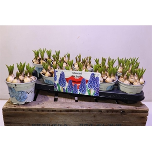 arr8 Muscar Big Smile