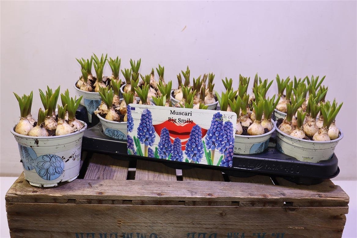 <h4>arr8 Muscar Big Smile</h4>