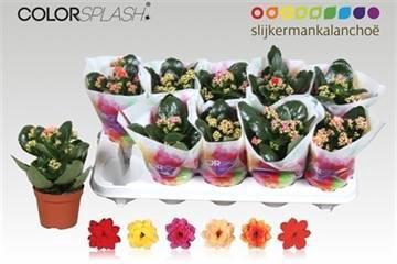 <h4>KAL GE GEM 6 KL</h4>