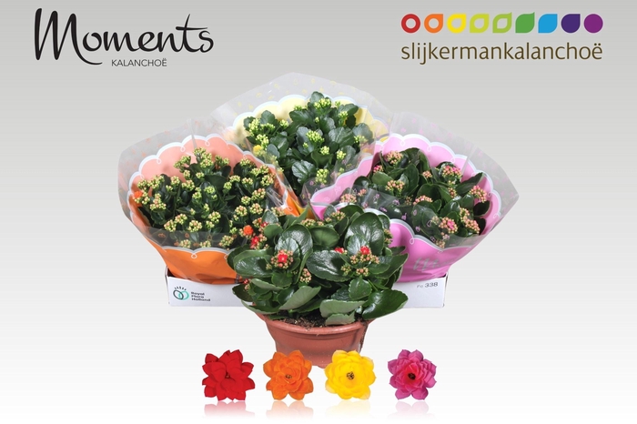 <h4>KAL GE GEM 4 KL</h4>