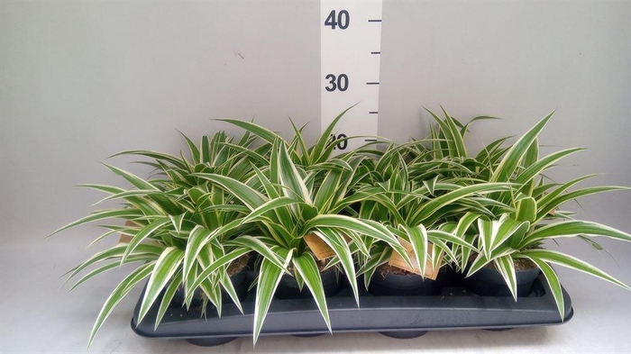 <h4>Chlorophytum com. 'Ocean'</h4>