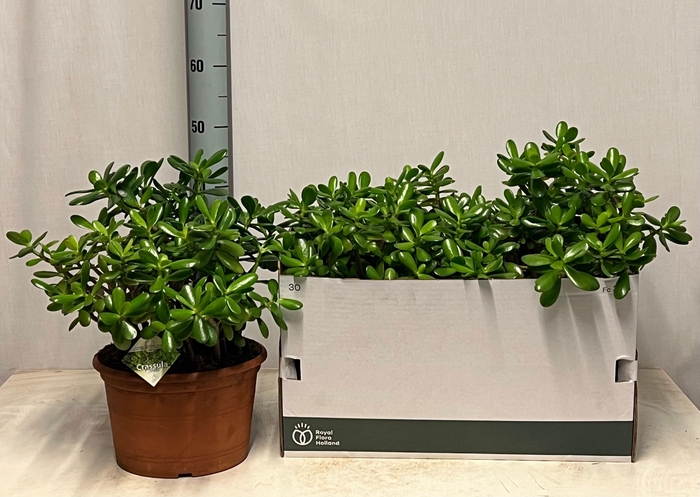 <h4>CRASS OVATA</h4>