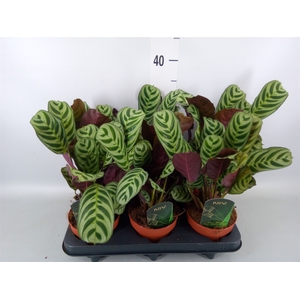 Ctenanthe burle-marxii