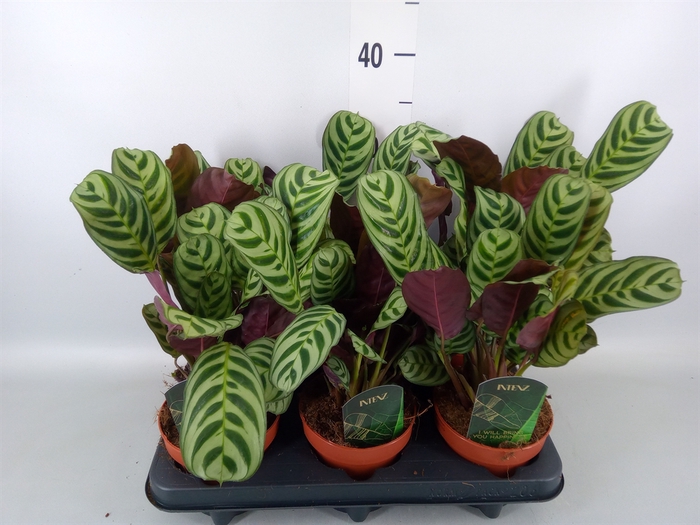 <h4>Ctenanthe burle-marxii</h4>