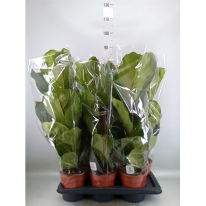Ficus lyrata