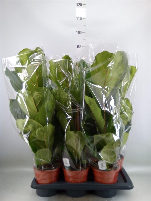 <h4>Ficus lyrata</h4>