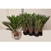 Cycas Revoluta