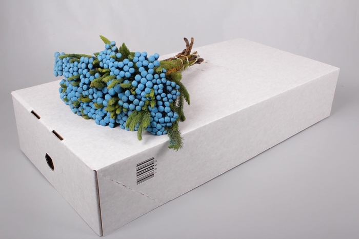 <h4>Cape Green Albiflora Royal Blue</h4>