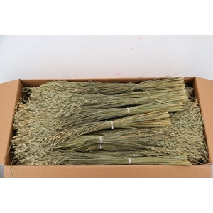 DF BROMUS BS