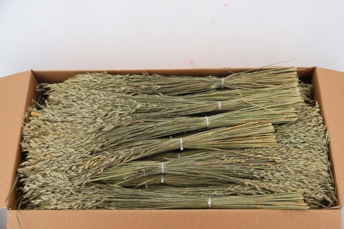DF BROMUS BS