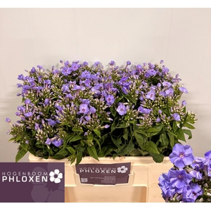 PHLOX P BUTTERFLY