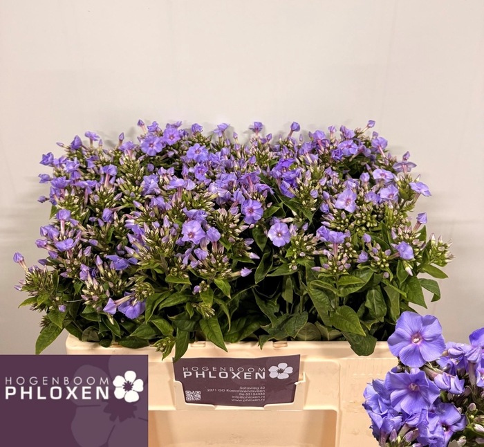 <h4>PHLOX P BUTTERFLY</h4>