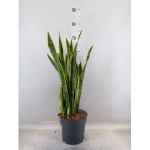 Sansevieria trifa. 'Laurentii'
