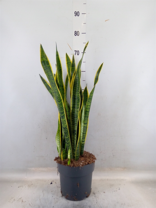 <h4>Sansevieria trifa. 'Laurentii'</h4>