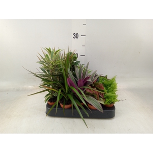Planten  ..mix