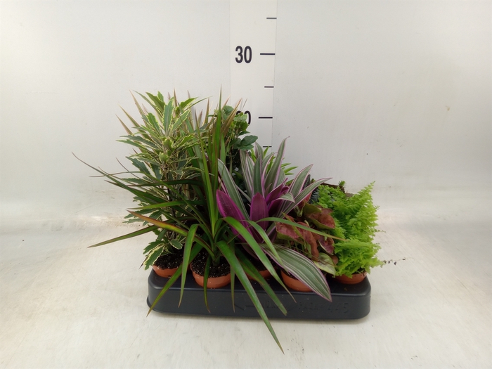 <h4>Planten  ..mix</h4>