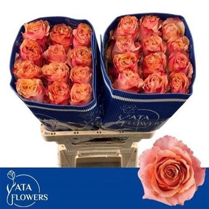 <h4>R Gr Carpe Diem+ Ec</h4>