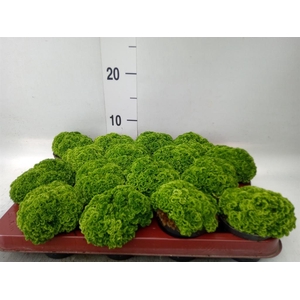 Selaginella apoda