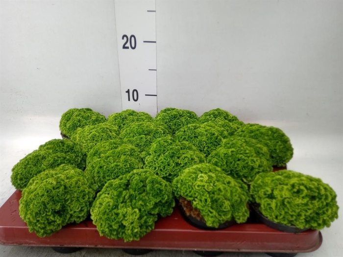 <h4>Selaginella apoda</h4>