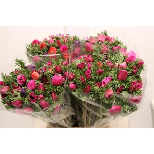 Anem Marianne Orchid