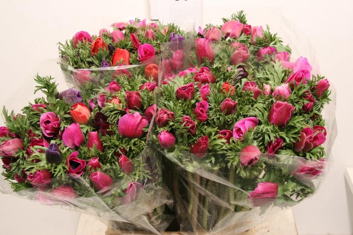 <h4>Anem Marianne Orchid</h4>